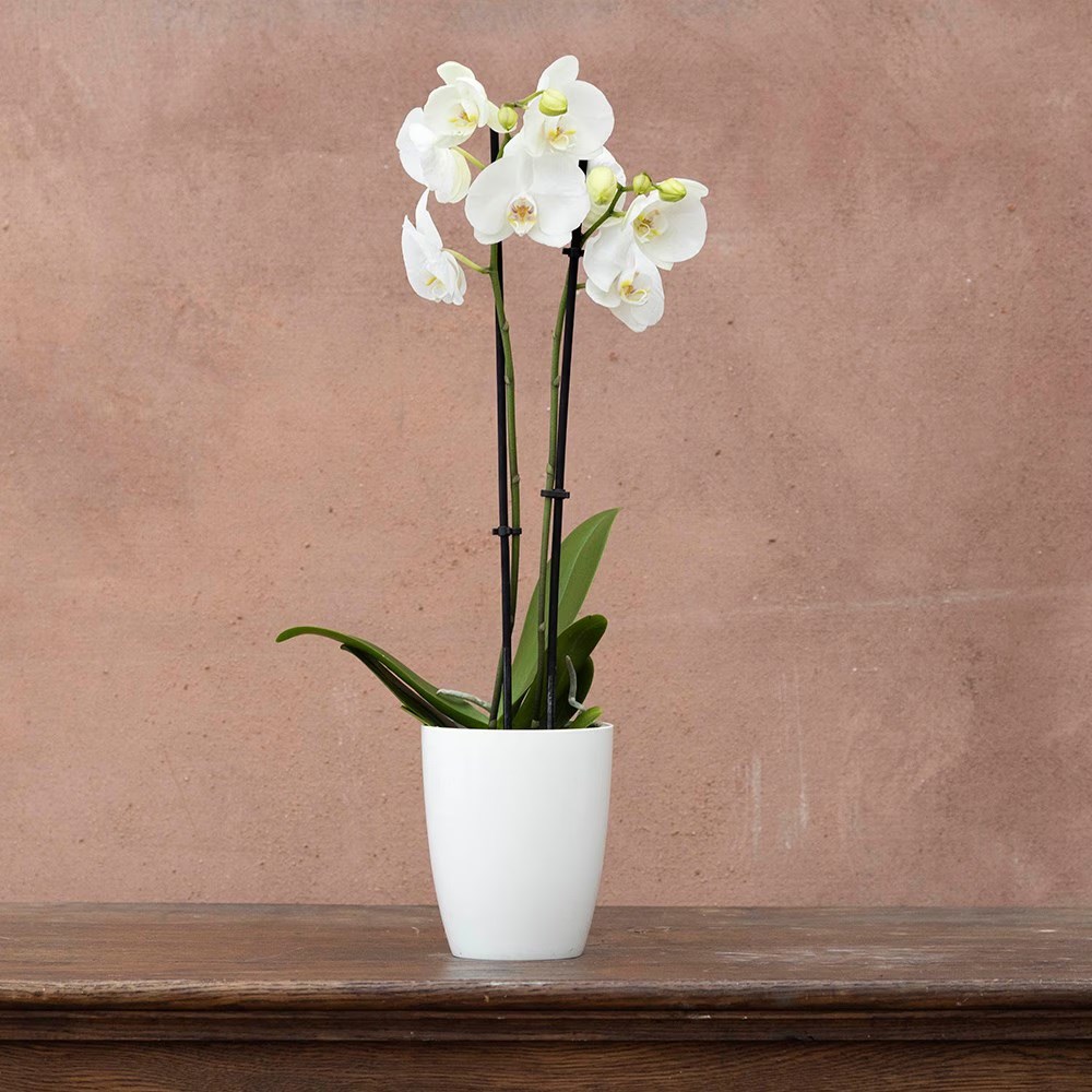 Phalaenopsis grandiflorum White | Orchid