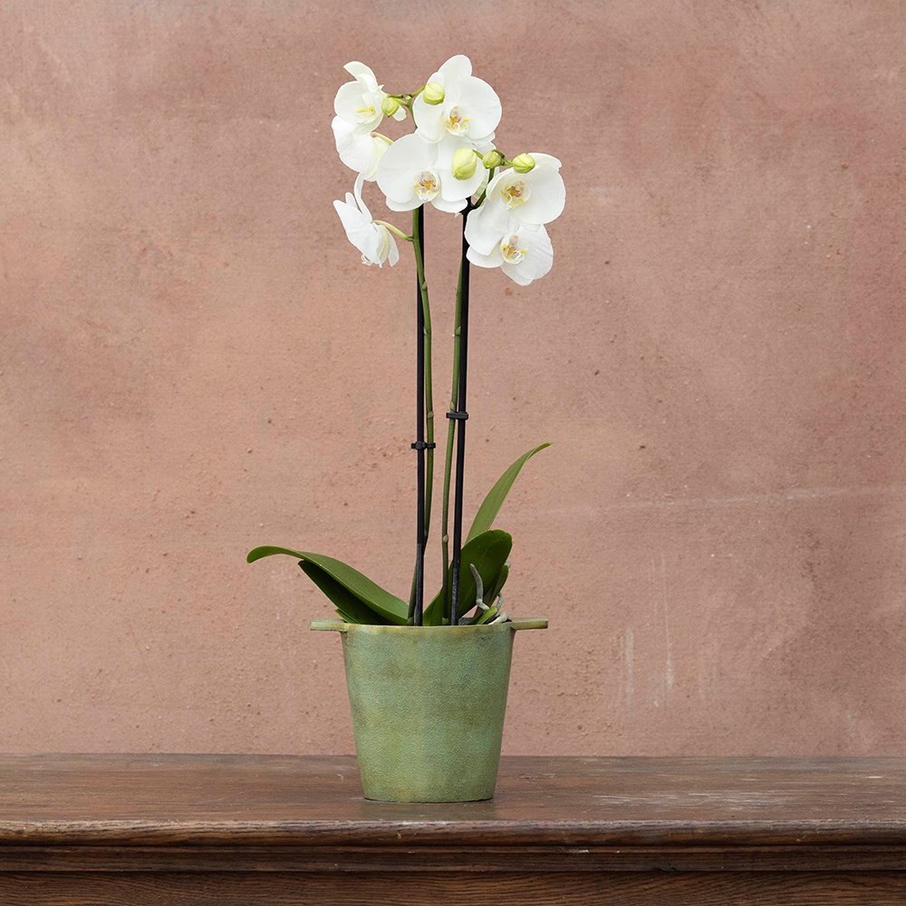 Phalaenopsis grandiflorum White | Orchid