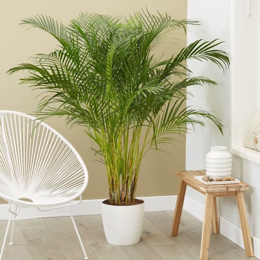 <i>Chrysalidocarpus lutescens</i> 