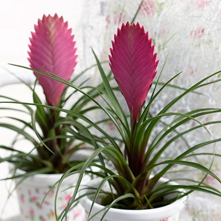 Tillandsia cyanea
