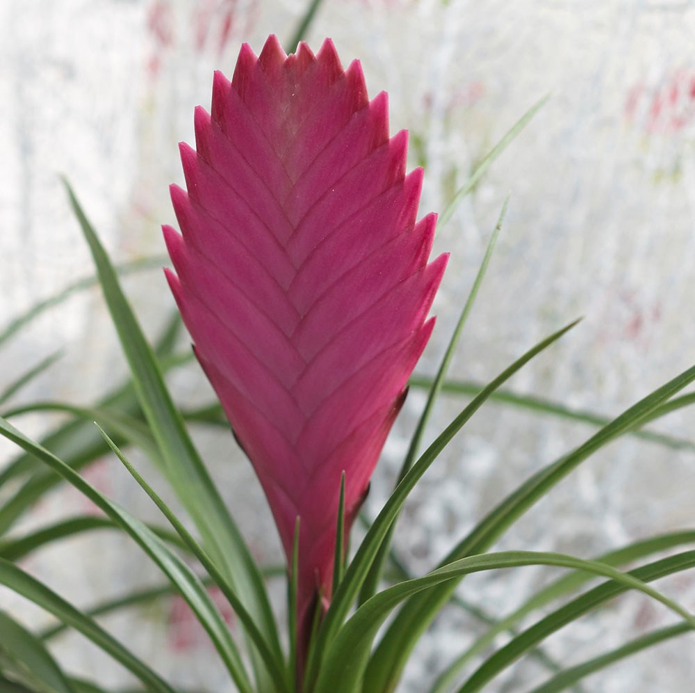 <i>Tillandsia cyanea</i> 