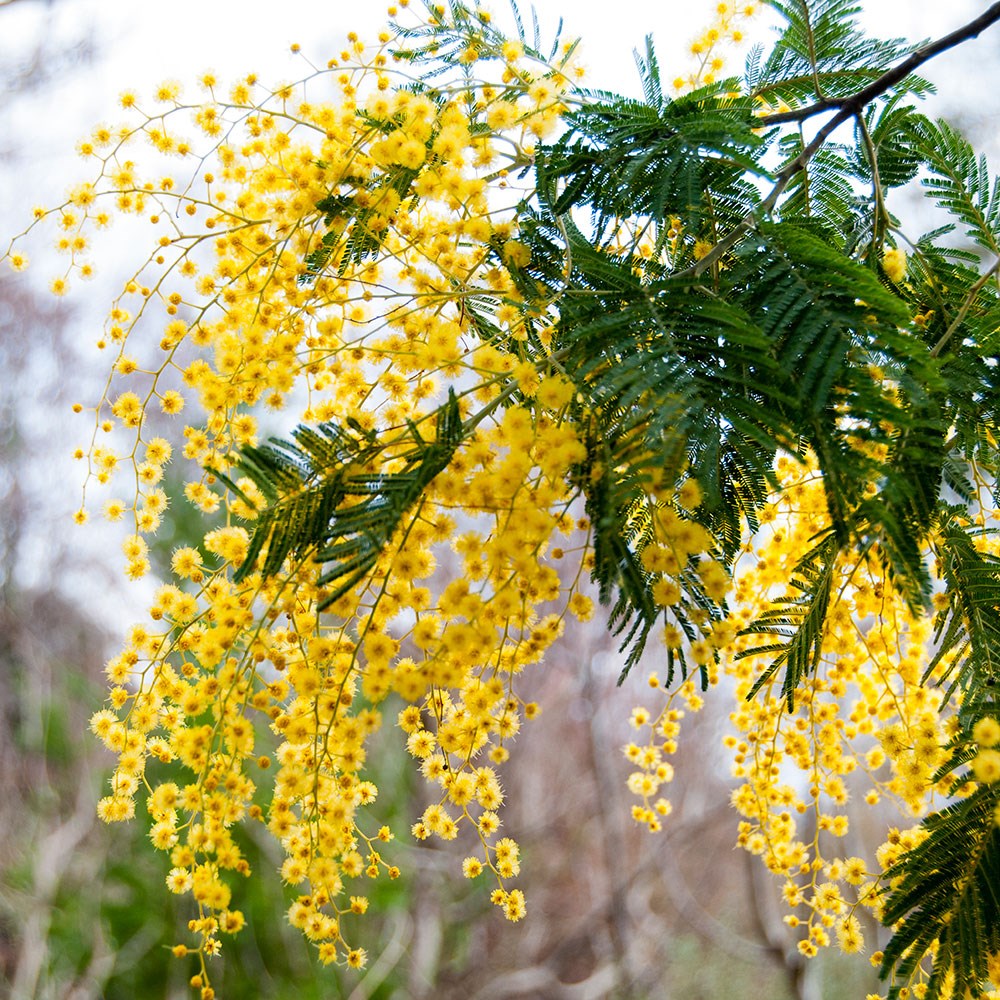 <i>Acacia dealbata</i> 