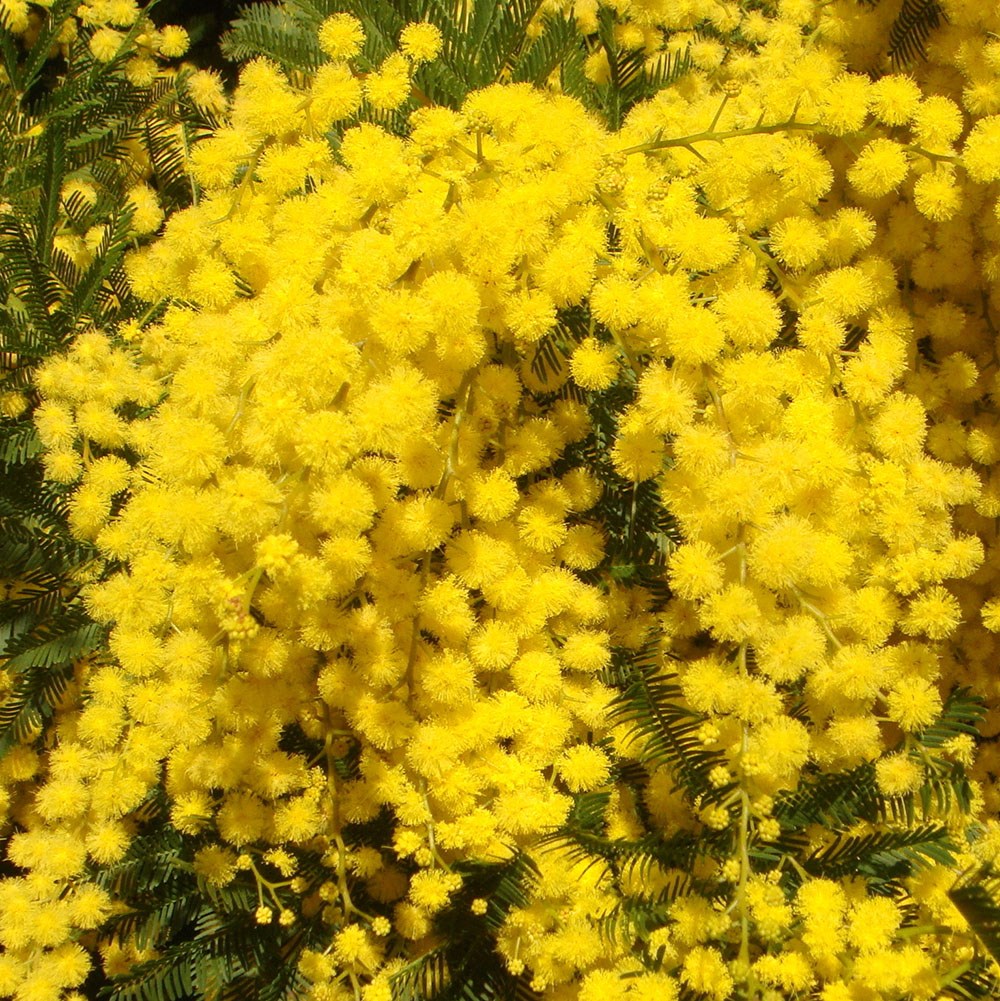 <i>Acacia dealbata</i> 
