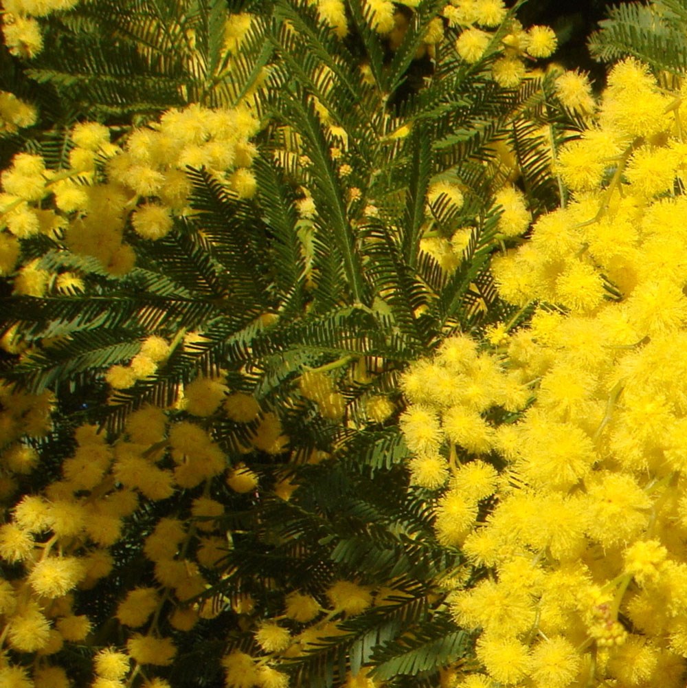 <i>Acacia dealbata</i> 