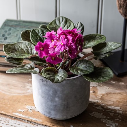 Saintpaulia Pink