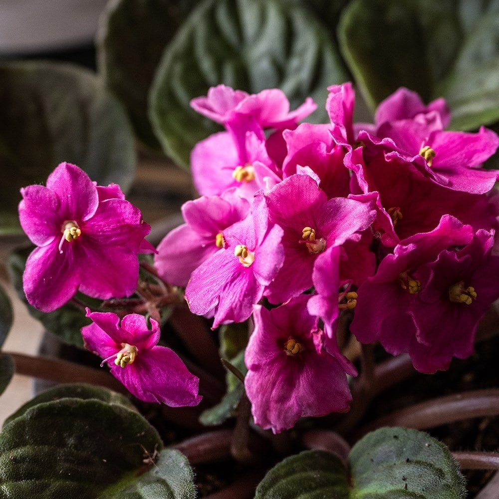 Saintpaulia Pink | Houseplant