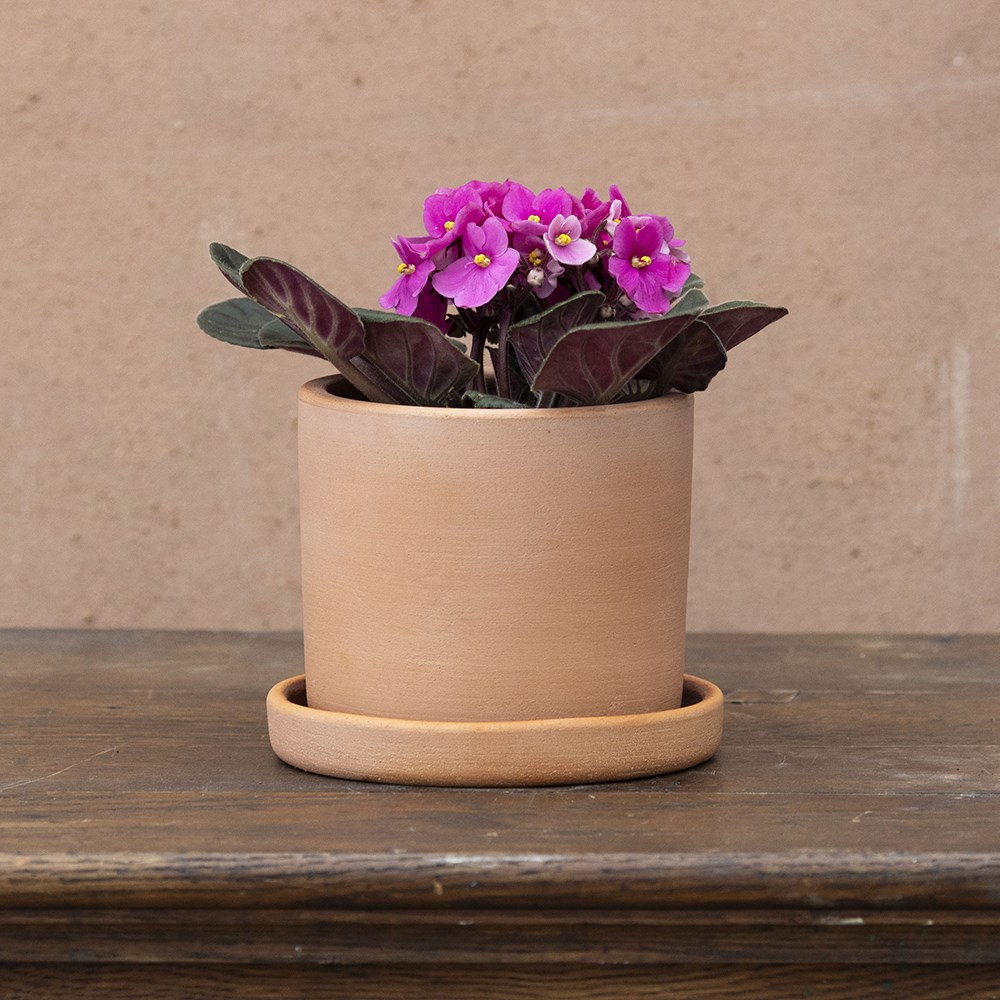 Saintpaulia Pink | Houseplant