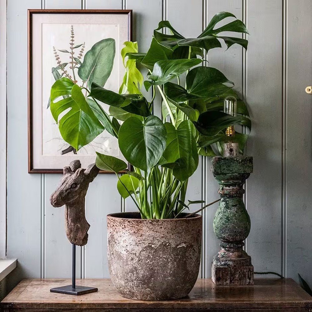 Buy swiss cheese plant ( syn. Monstera pertusum ) Monstera deliciosa:  42.99 Delivery by Crocus