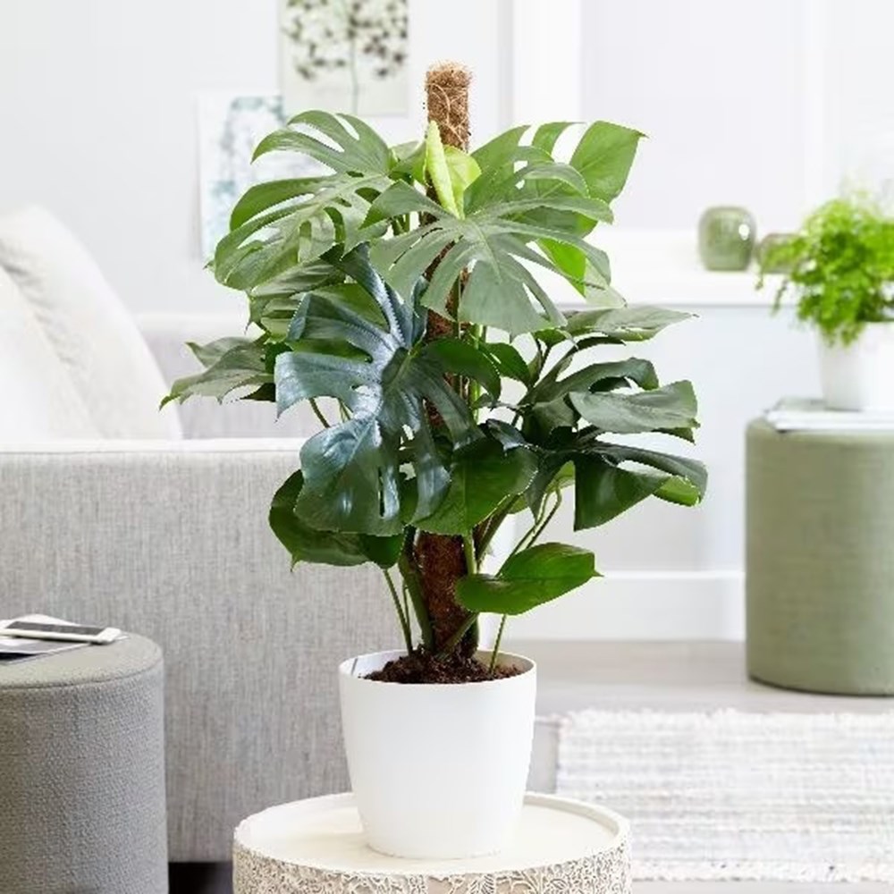 Buy swiss cheese plant ( syn. Monstera pertusum ) Monstera deliciosa:  42.99 Delivery by Crocus