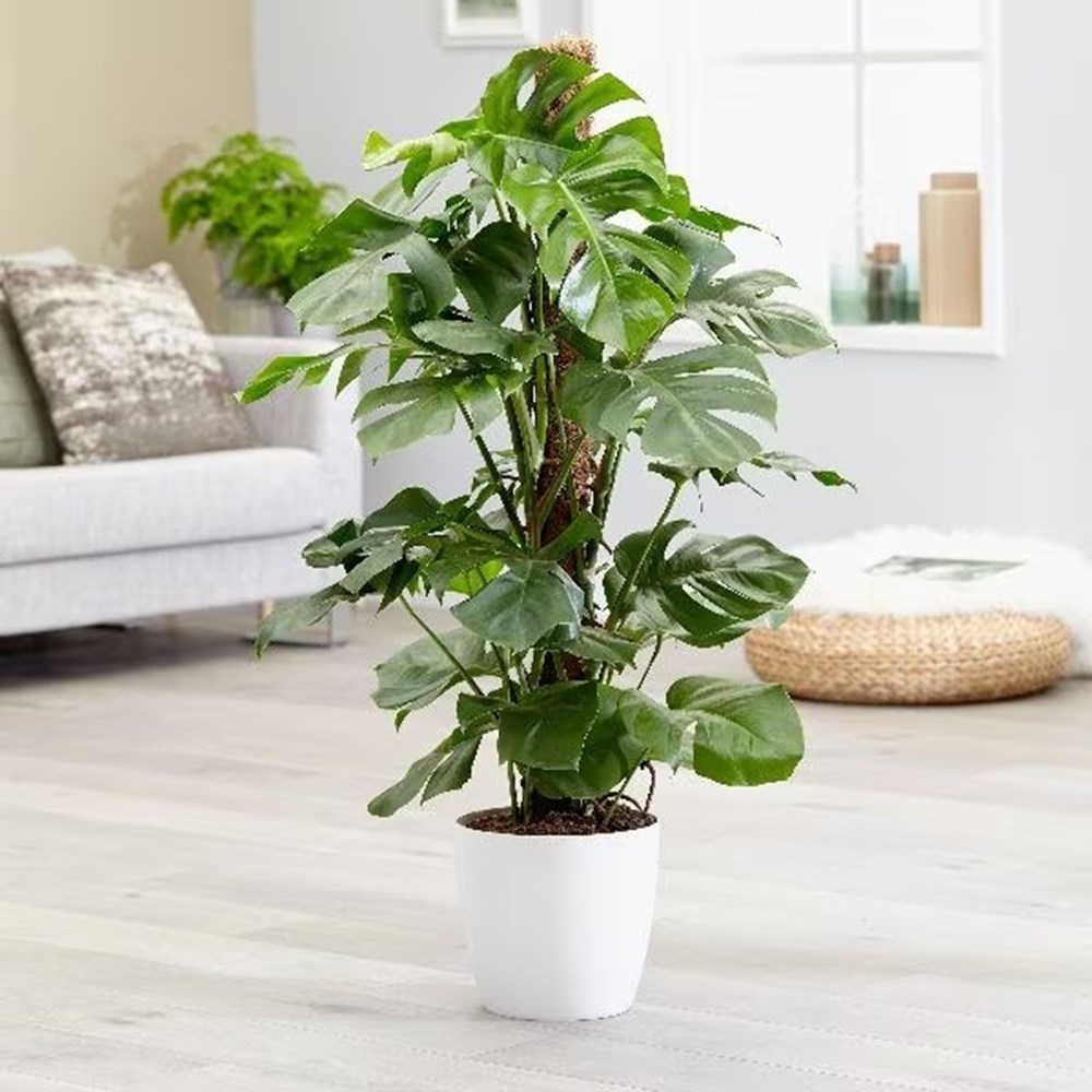 Monstera deliciosa | Houseplant