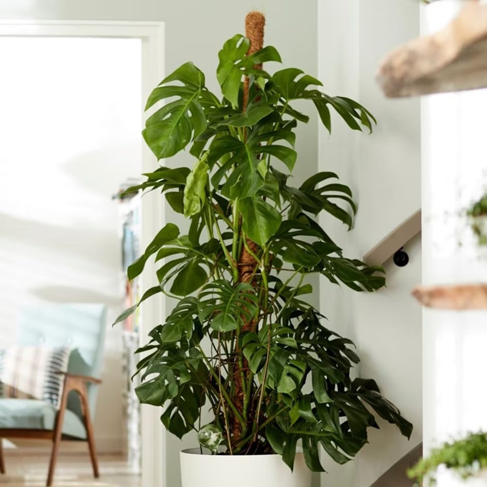 Monstera deliciosa | Houseplant
