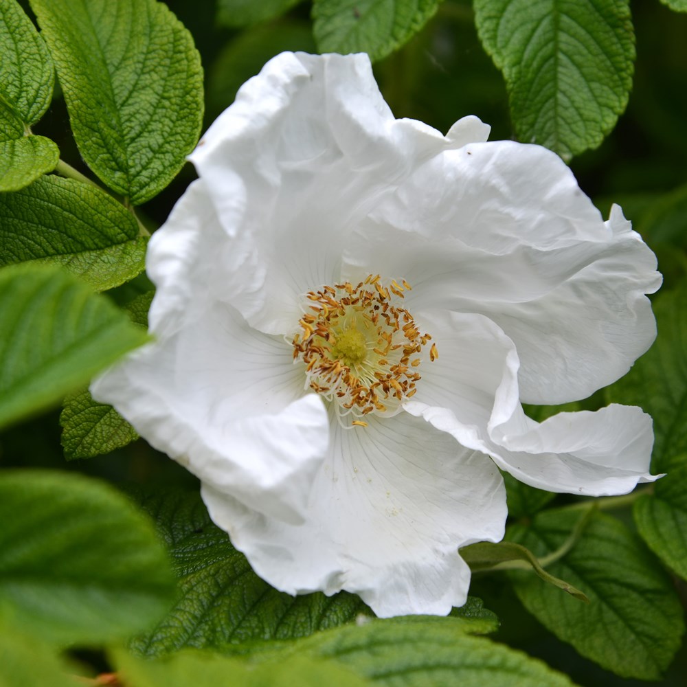 Rosa rugosa Alba | White Japanese Rose Hedging