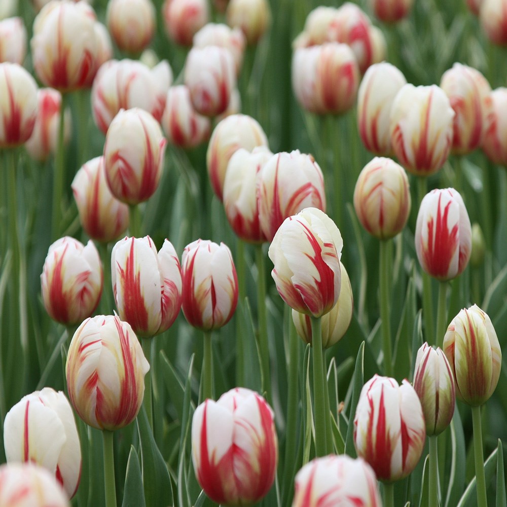 <i>Tulipa</i> 'Carnaval de Rio'