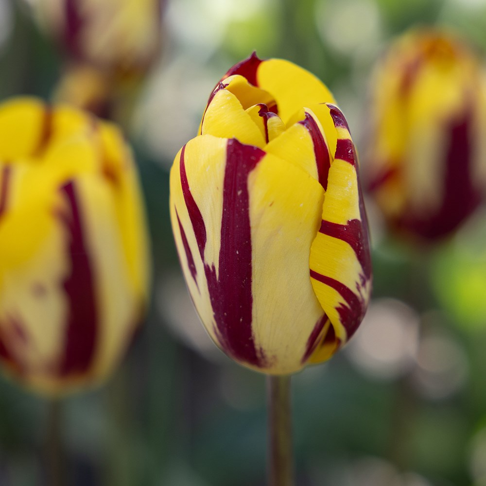 <i>Tulipa</i> 'Helmar'