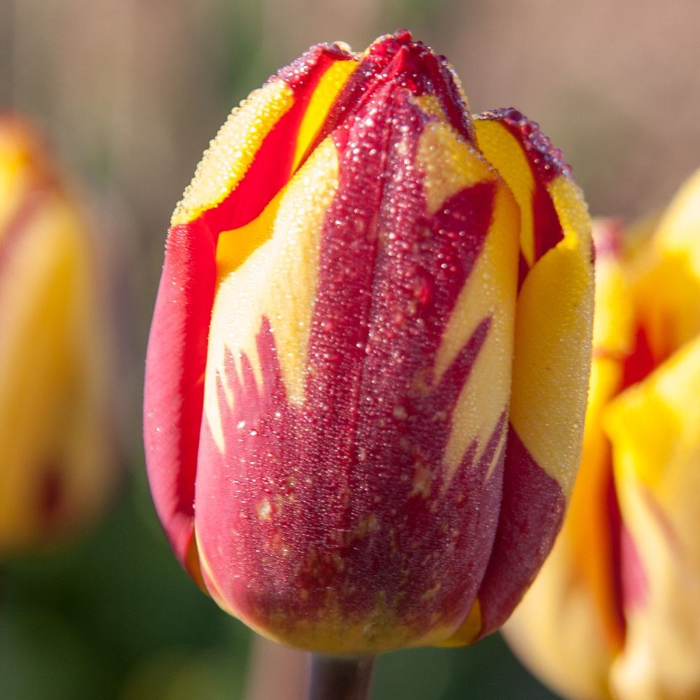 <i>Tulipa</i> 'Helmar'