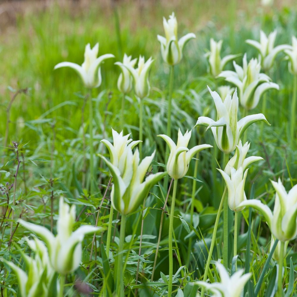 <i>Tulipa</i> 'Greenstar'