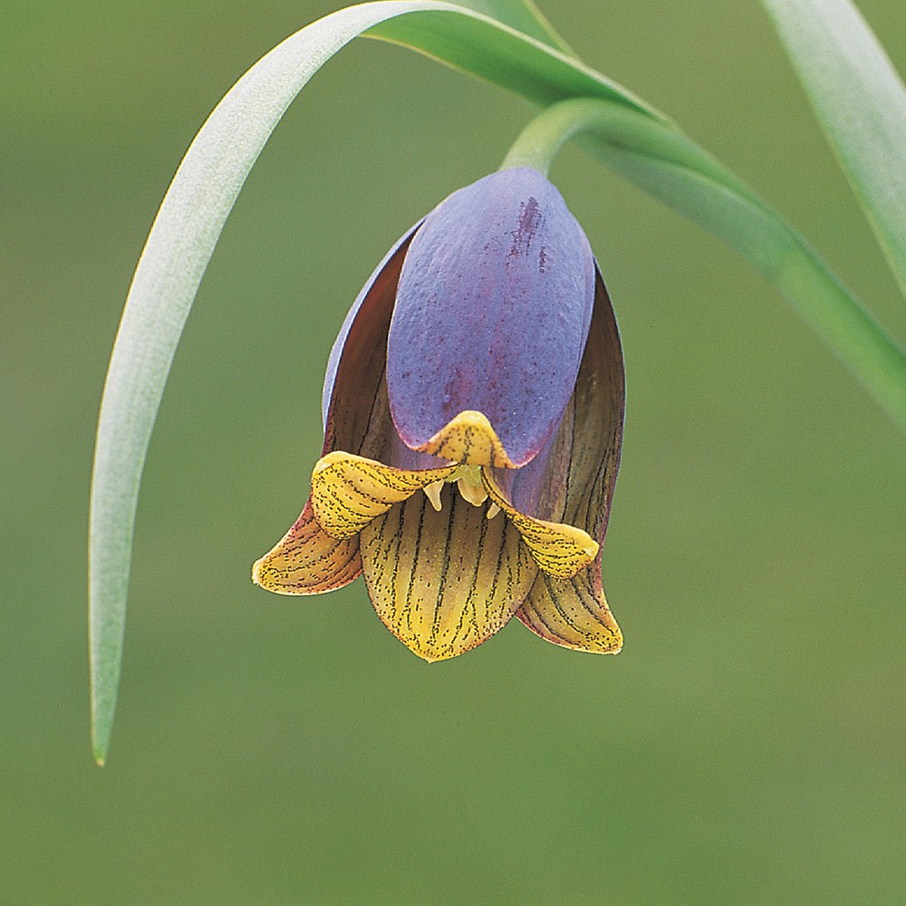 <i>Fritillaria uva-vulpis</i> 