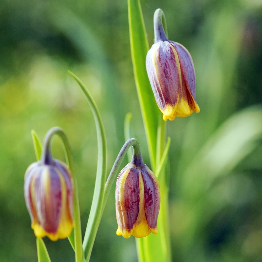 <i>Fritillaria uva-vulpis</i> 