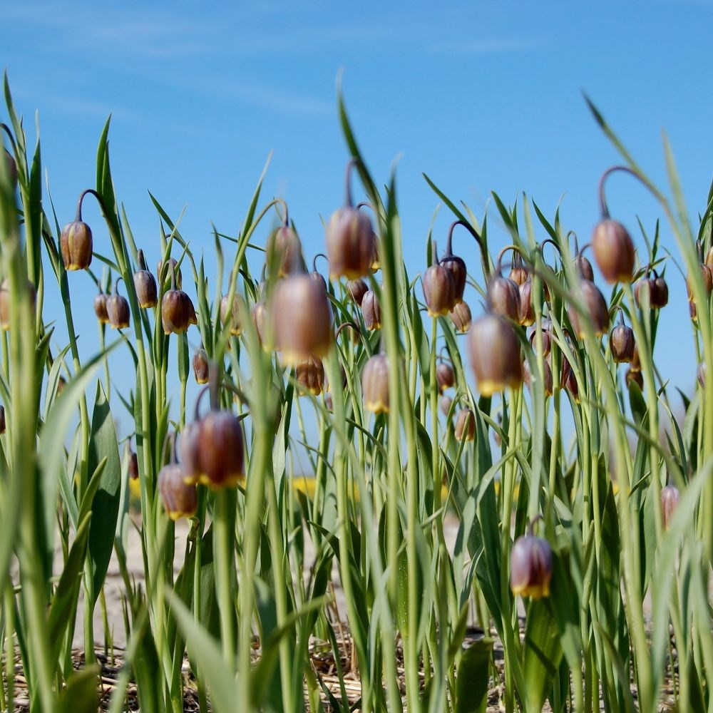 <i>Fritillaria uva-vulpis</i> 