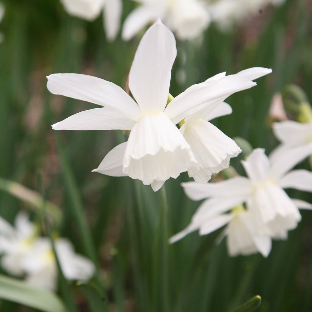 <i>Narcissus</i> 'Petrel'