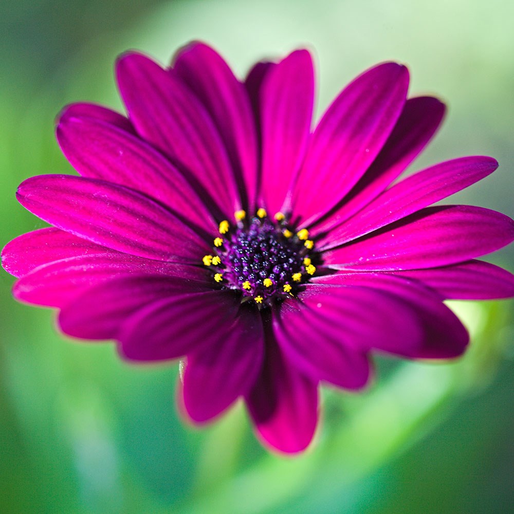 <i>Osteospermum</i> 'Nairobi Purple'