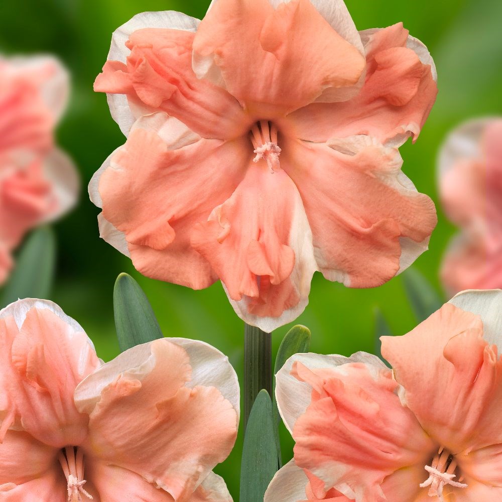 <i>Narcissus</i> 'Apricot Whirl'