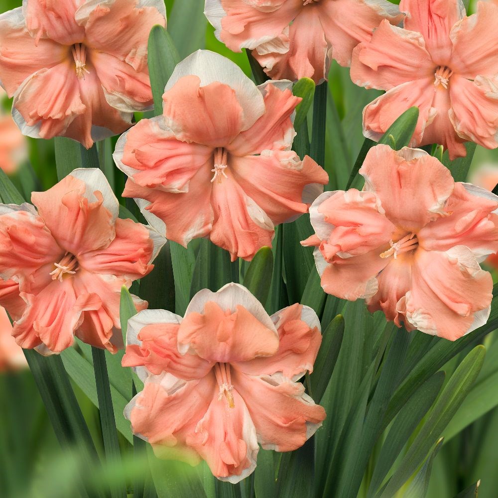 <i>Narcissus</i> 'Apricot Whirl'