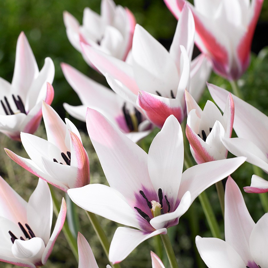 <i>Tulipa</i> 'Peppermintstick'