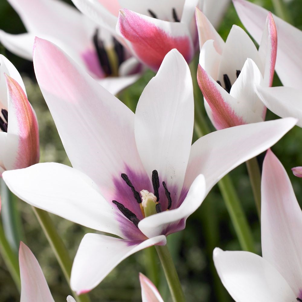 <i>Tulipa</i> 'Peppermintstick'
