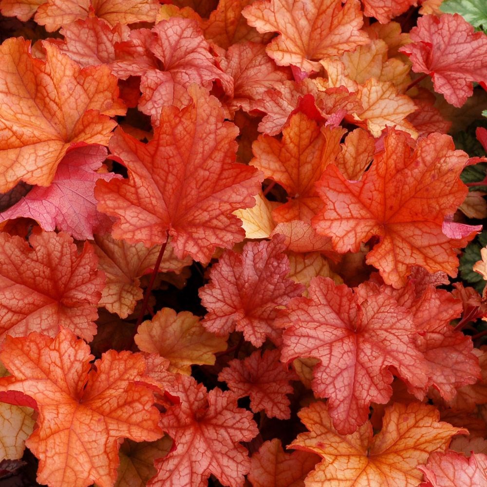 <i>Heuchera</i> 'Paprika' (PBR)