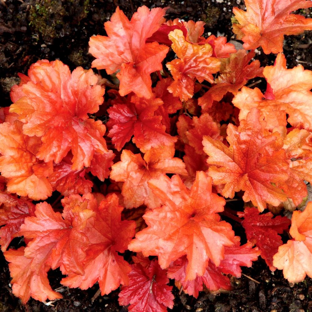<i>Heuchera</i> 'Paprika' (PBR)