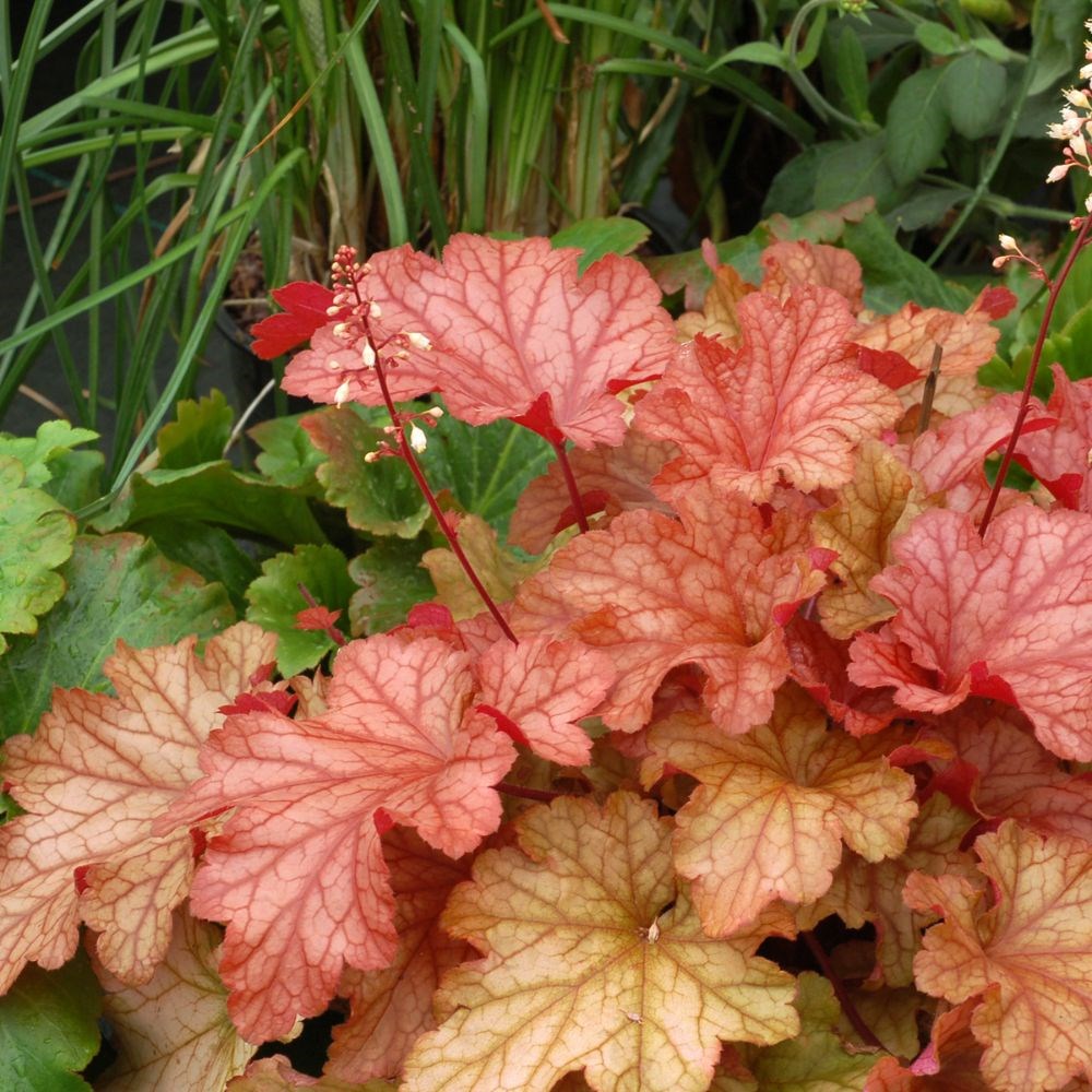 <i>Heuchera</i> 'Paprika' (PBR)