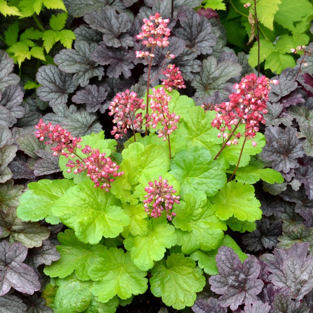 <i>Heuchera</i> 'Sweet Tart' (PBR) (Little Cutie Series)