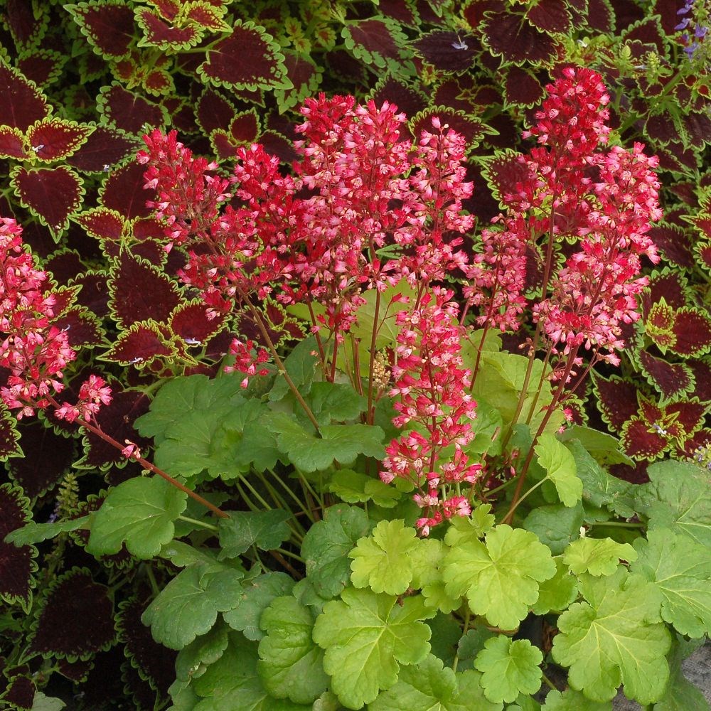 <i>Heuchera</i> 'Sweet Tart' (PBR) (Little Cutie Series)