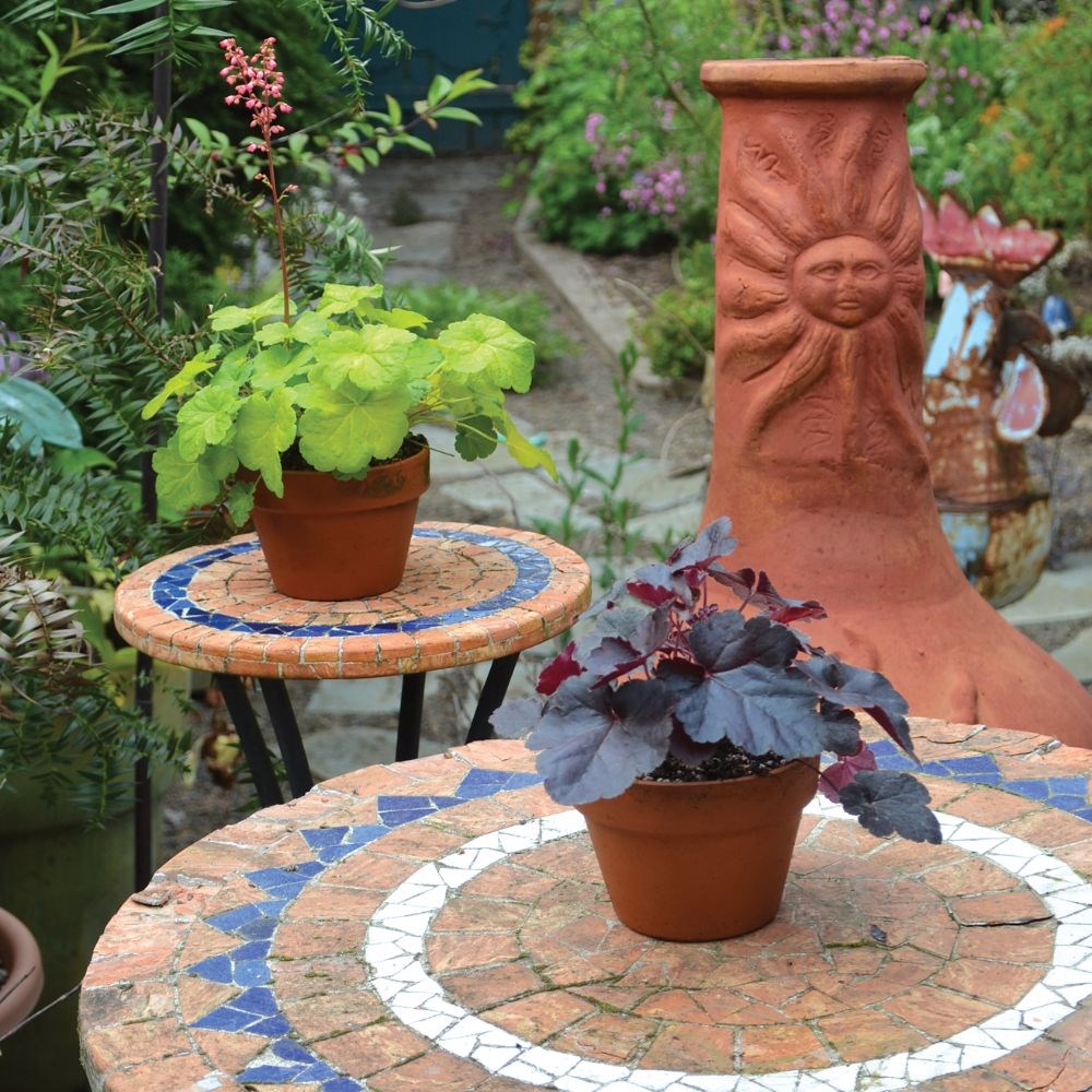 <i>Heuchera</i> 'Sweet Tart' (PBR) (Little Cutie Series)