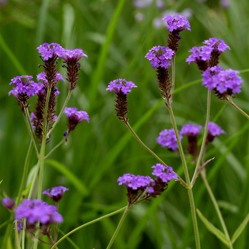 <i>Verbena rigida</i> 'Santos'