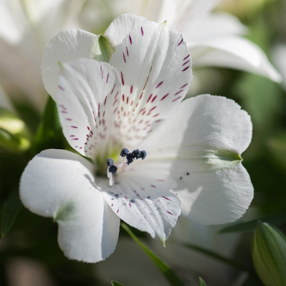 <i>Alstroemeria</i> <b class=small-caps>Inticancha Magic White</b> ('Tesmaghwi') (Inticancha Series)