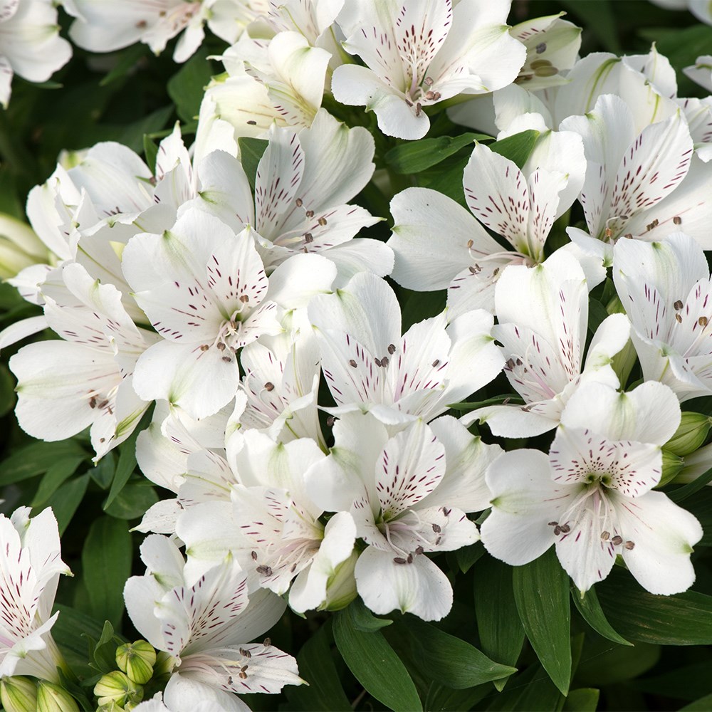 <i>Alstroemeria</i> <b class=small-caps>Inticancha Magic White</b> ('Tesmaghwi') (Inticancha Series)