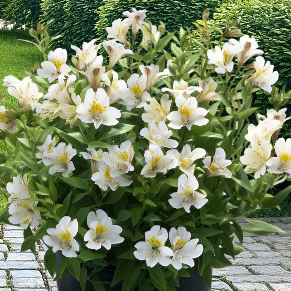 <i>Alstroemeria</i> <b class=small-caps>Summer Sky</b> ('Tessumsky') (Summer Paradise Series)