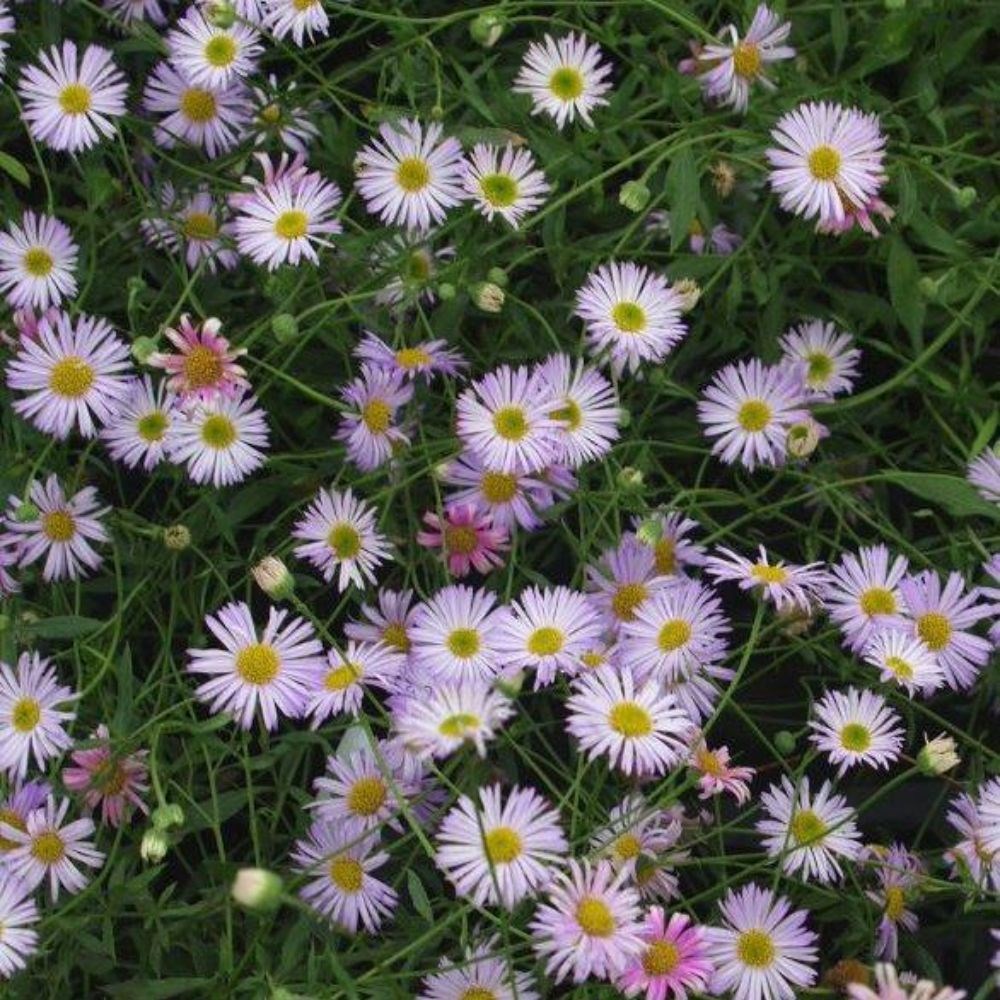 <i>Erigeron karvinskianus</i> 'Lavender Lady'