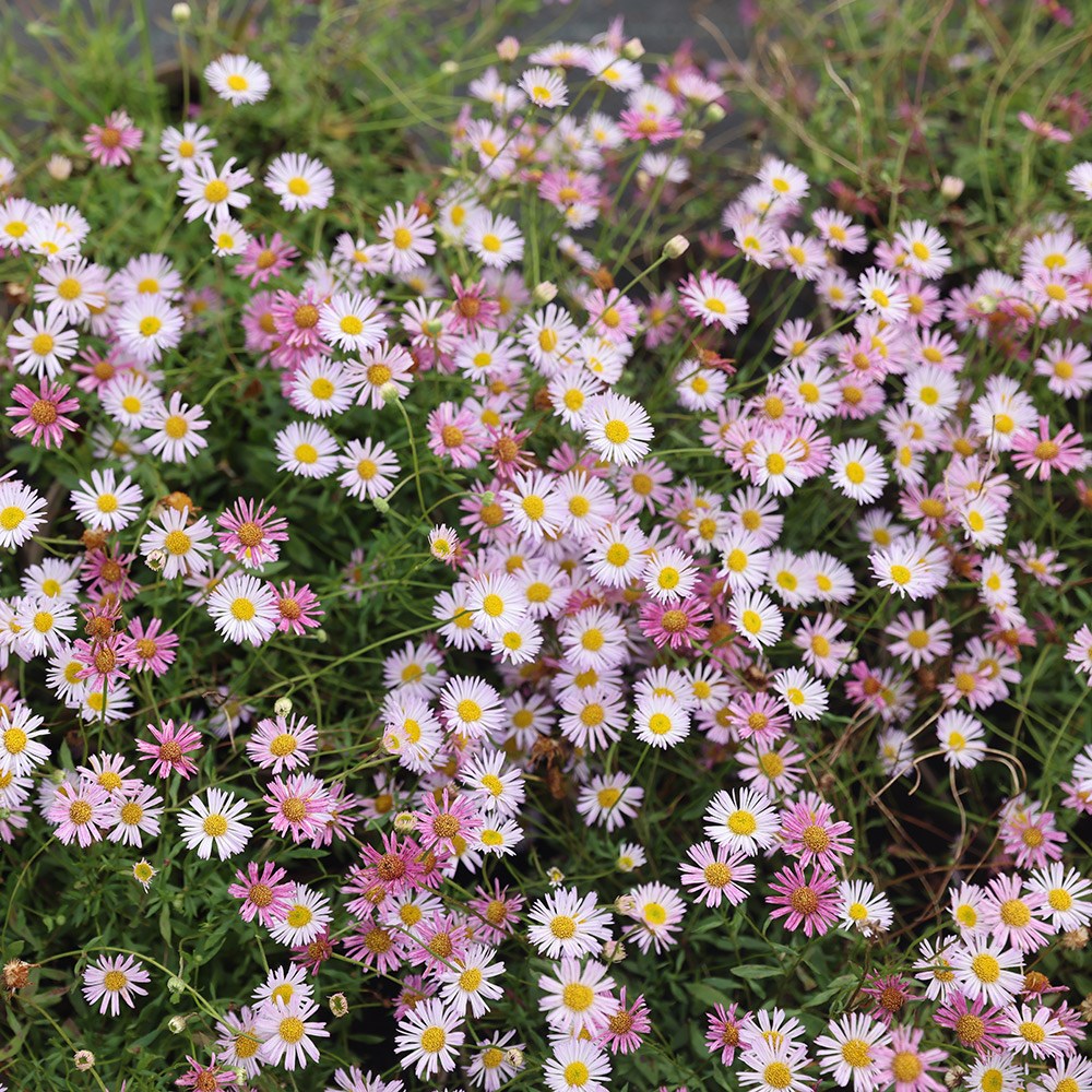 <i>Erigeron karvinskianus</i> 'Lavender Lady'