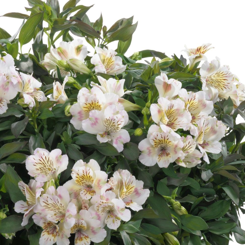 <i>Alstroemeria</i> <b class=small-caps>Times Valley</b> ('Tessvaltime') (Summer Paradise - Series)