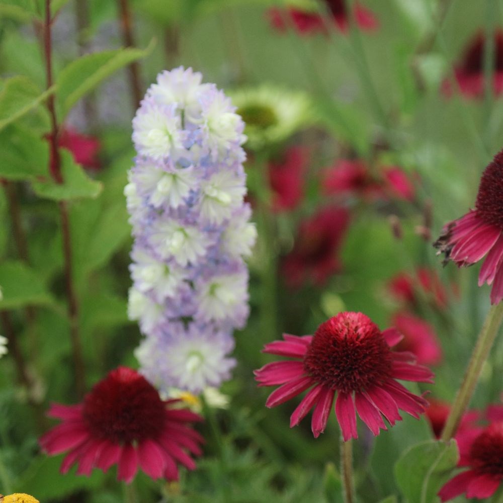 <i>Echinacea</i> <b class=small-caps>Delicious Candy</B> ('Noortdeli') (PBR)