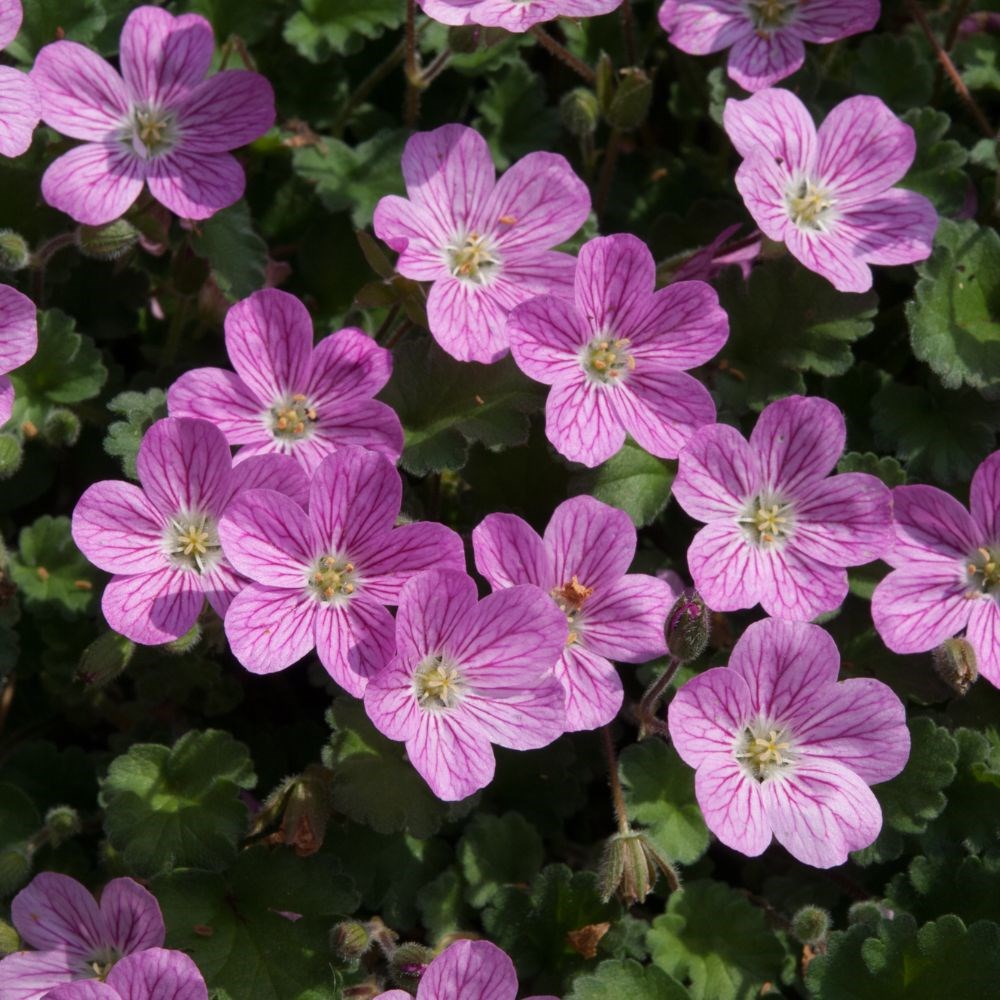 <i>Erodium</i> × <i>variabile</i> 'Bishop's Form'