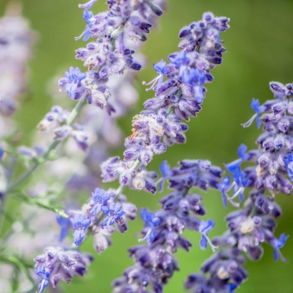 <i>Perovskia atriplicifolia</i> 'Blue Jean Baby' (PBR)