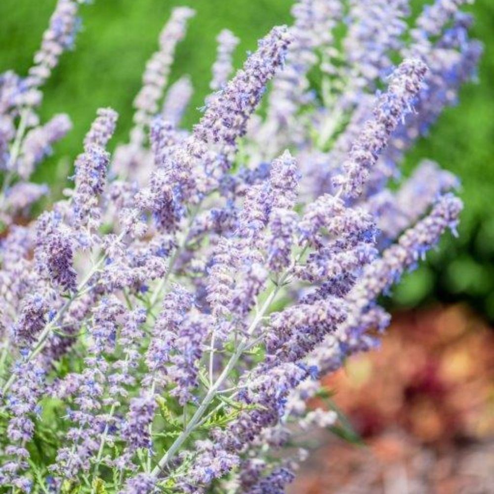 <i>Perovskia atriplicifolia</i> 'Blue Jean Baby' (PBR)