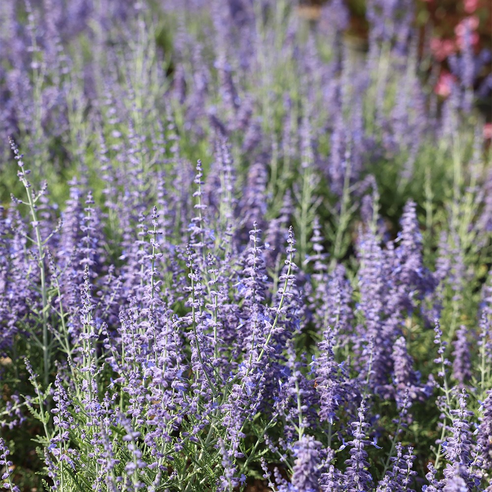 <i>Perovskia atriplicifolia</i> 'Blue Jean Baby' (PBR)