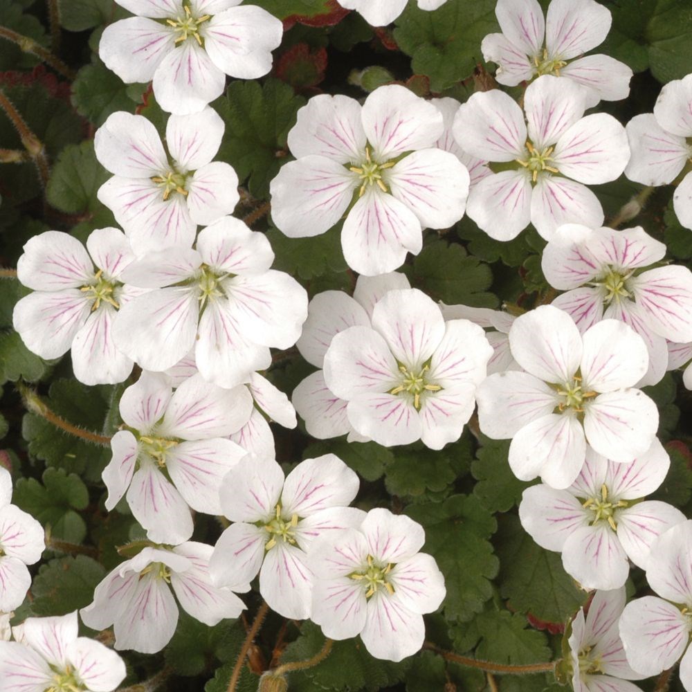 <i>Erodium reichardii</i> 'Album'