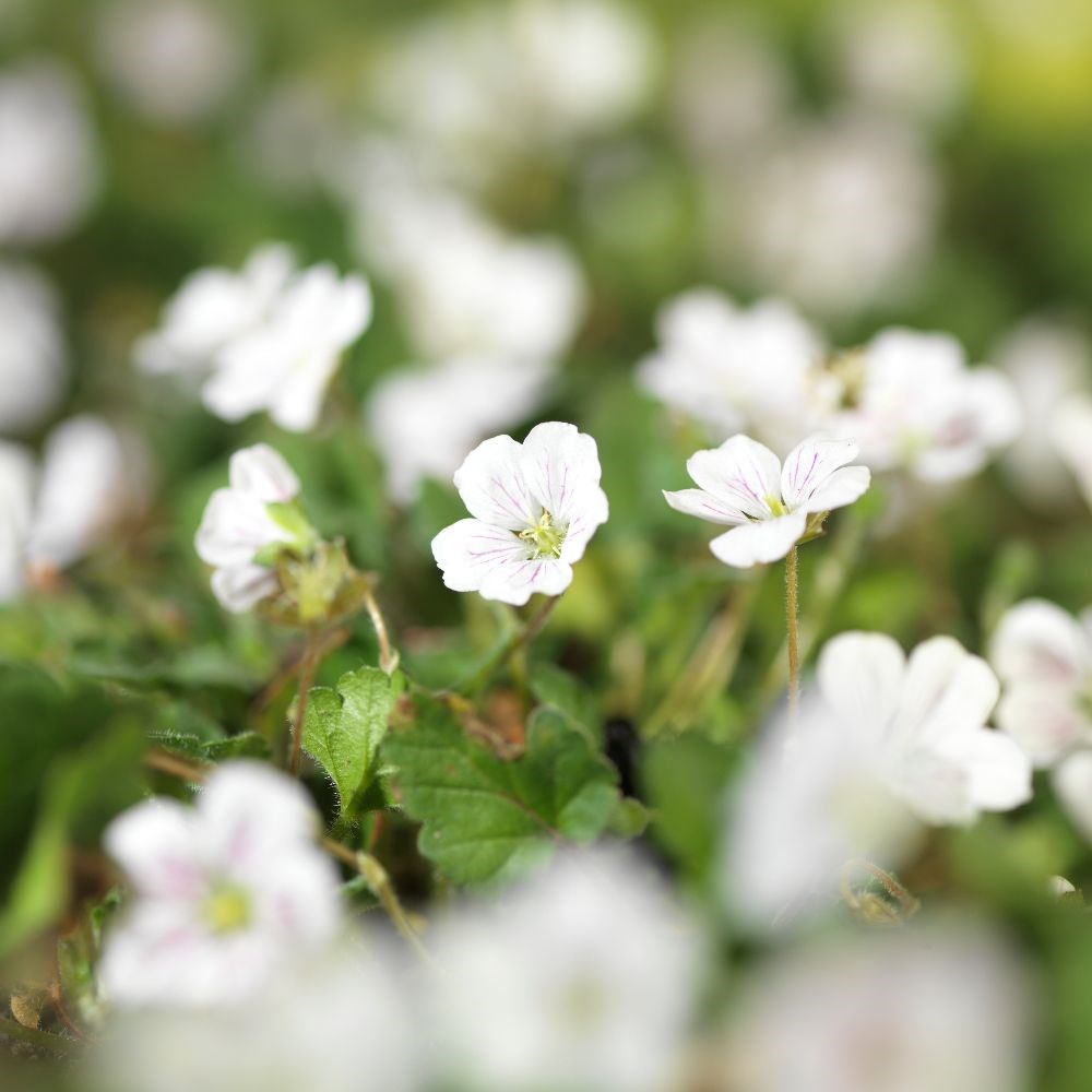 <i>Erodium reichardii</i> 'Album'