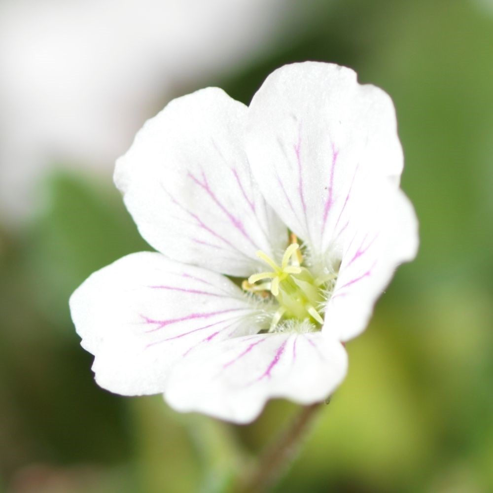 <i>Erodium reichardii</i> 'Album'